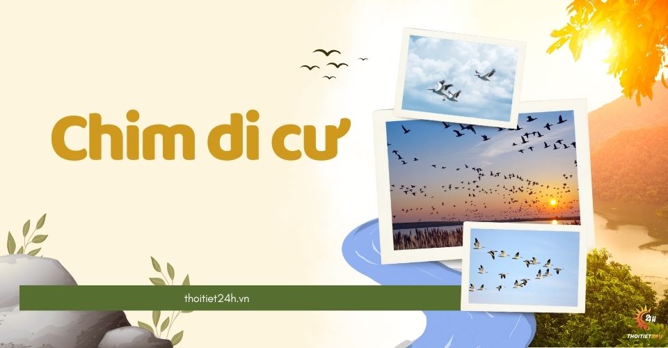 Chim di cư là gì? Lý do, thời điểm và các loài chim di cư phổ biến
