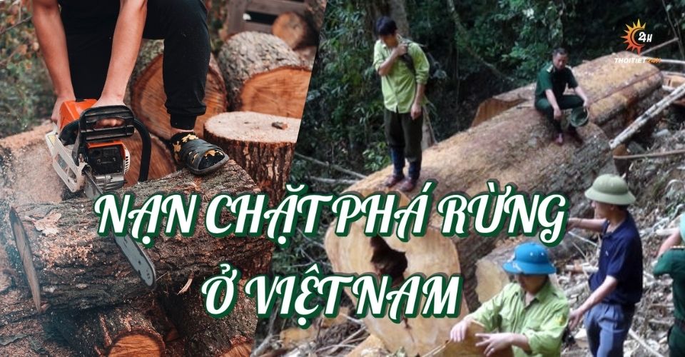 Thực trạng nạn chặt phá rừng ở Việt Nam - Hậu quả & Giải pháp