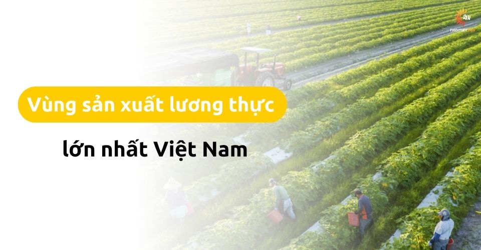 Vùng sản xuất lương thực lớn nhất nước ta ở đâu? Vai trò quan trọng
