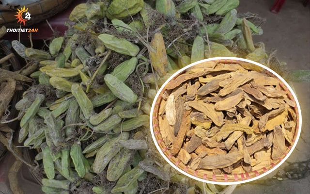 Trái mỏ quạ Phú Quốc