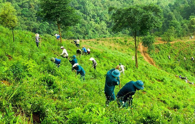 Bảo vệ rừng là một giải pháp ứng phó hạn hán hiệu quả