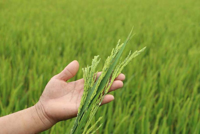  Hạn bà chằn ảnh hưởng đến quá trình lúa phát triển