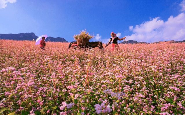 Hà Giang vào thu