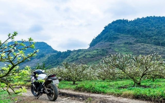 Phượt Mộc Châu và ngắm hoa mận trắng