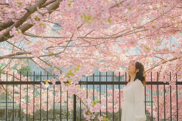  Ngắm hoa anh đào ở Nhật Bản tháng 4