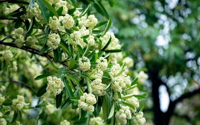 Hương hoa sữa báo hiệu mùa thu về