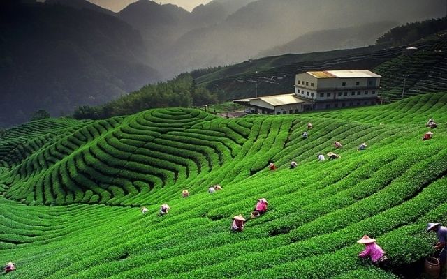 Đồi chè Mộc Châu