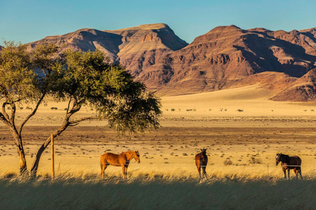  Sa mạc Kalahari