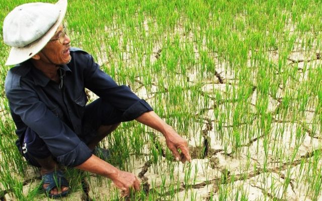 Tình trạng xâm nhập mặn