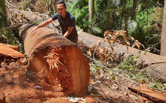 Vấn nạn lâm tặc ở nước ta mang tính chất nghiêm trọng