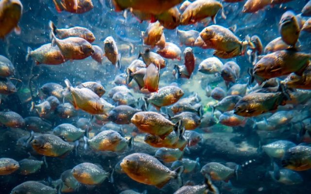 Cá Piranha khét tiếng sông Amazon