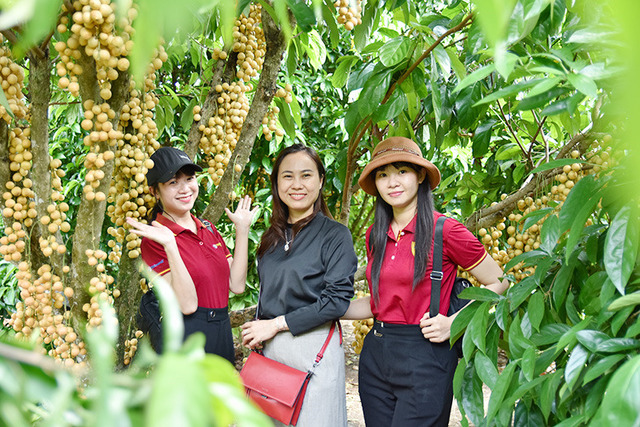 Tham quan vườn dâu ở Giồng Riềng 