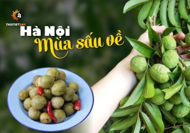 Quả sấu Hà Nội