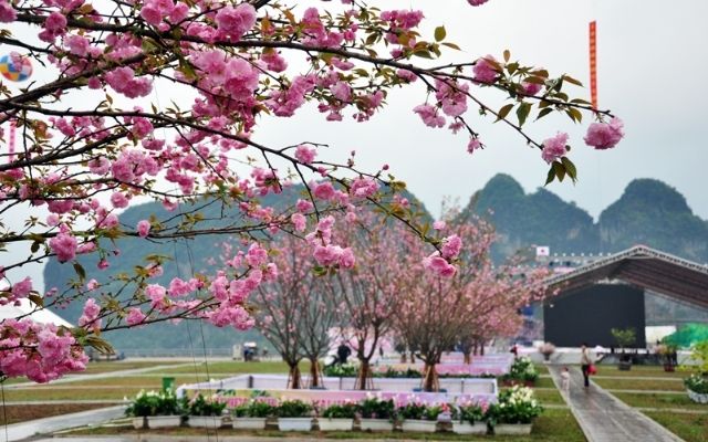 Lễ hội hoa anh đào Hạ Long