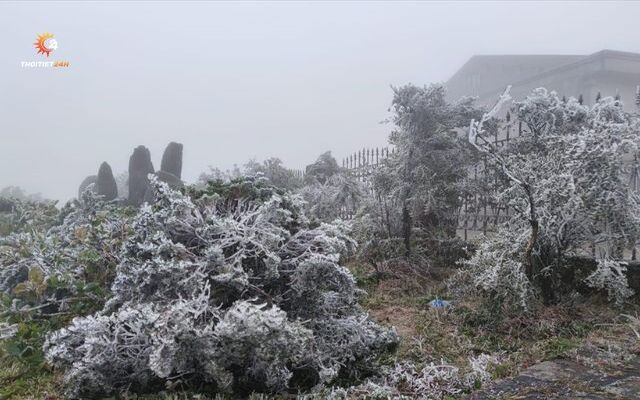 Thiệt hại mùa màng, cây trồng ngày gió mùa đông bắc