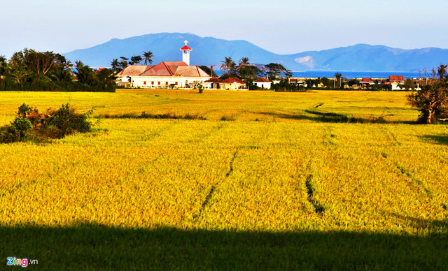 An Giang vào mùa lúa chín (Nguồn ảnh: Zing)