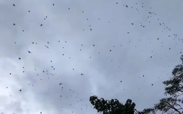 Hiện tượng mưa nhện