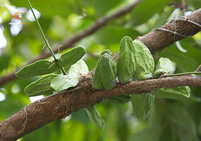 Trái mỏ quạ Phú Quốc làm quà 