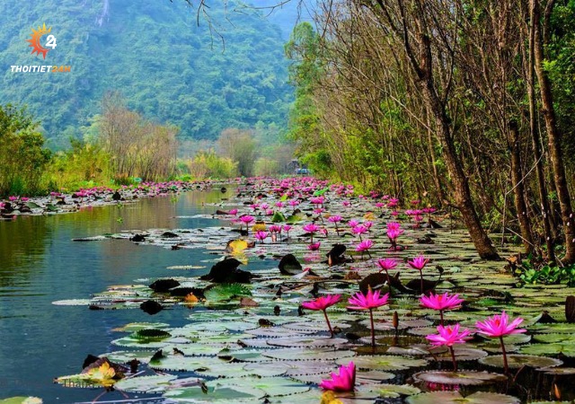 Mùa hoa súng trên suối Yến 