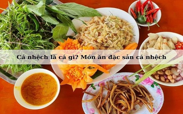 Cá nhệch là cá gì?