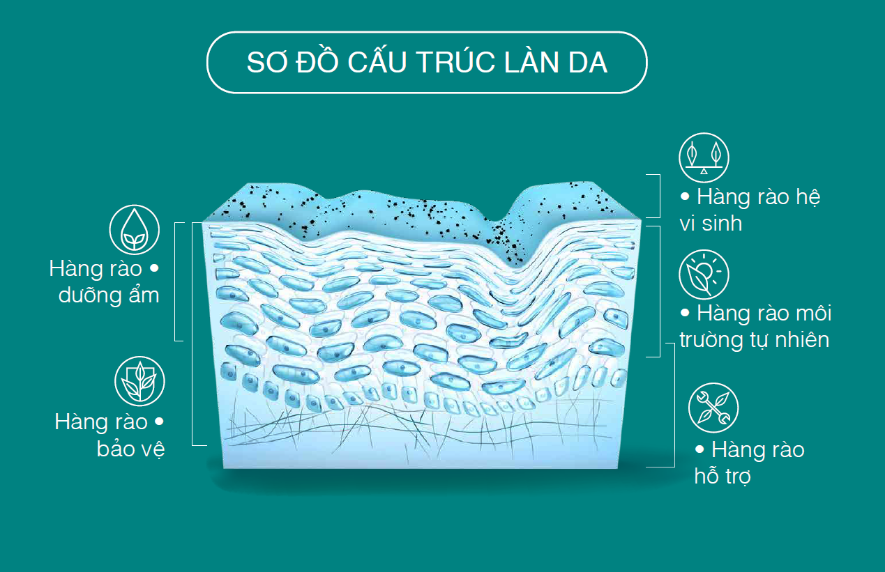  Sơ đồ cấu trúc của làn da 