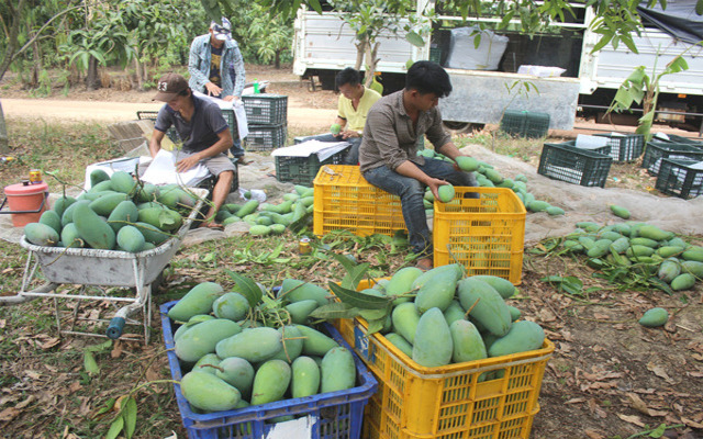  Tham quan vườn xoài Hà Tiên