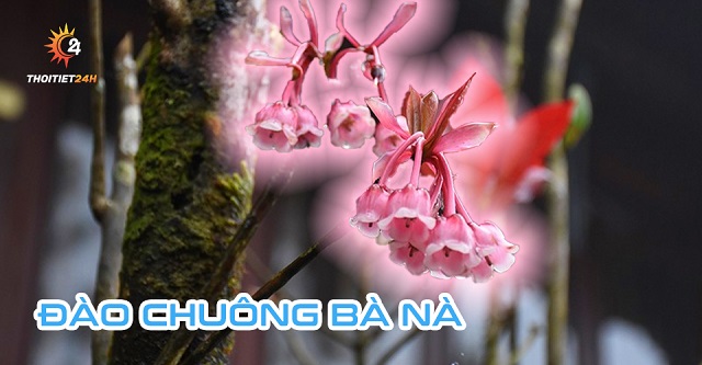 Đào chuông Bà Nà 