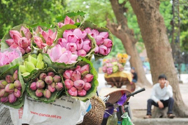 Vẻ đẹp Hà Nội tháng 6 