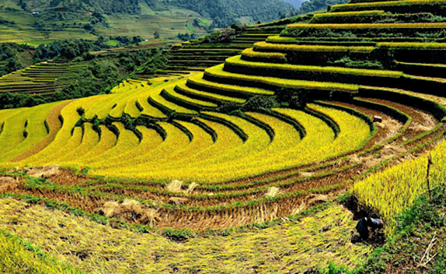 Ruộng bậc thang Lào Cai 