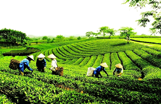 Đồi chè Thái Nguyên