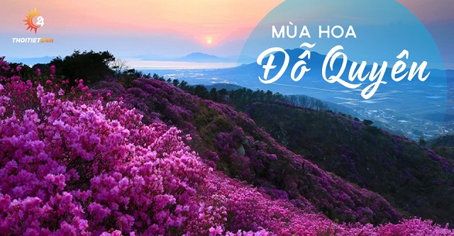 Mùa hoa đỗ quyên Sapa 