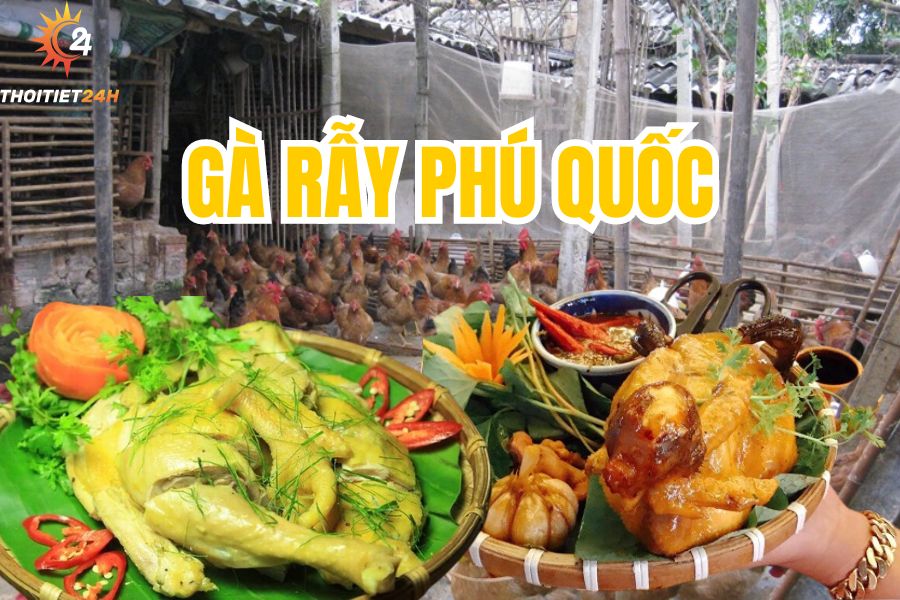 Gà Rẫy Phú Quốc