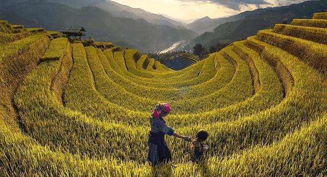 Ruộng bậc thang mùa lúa chín 