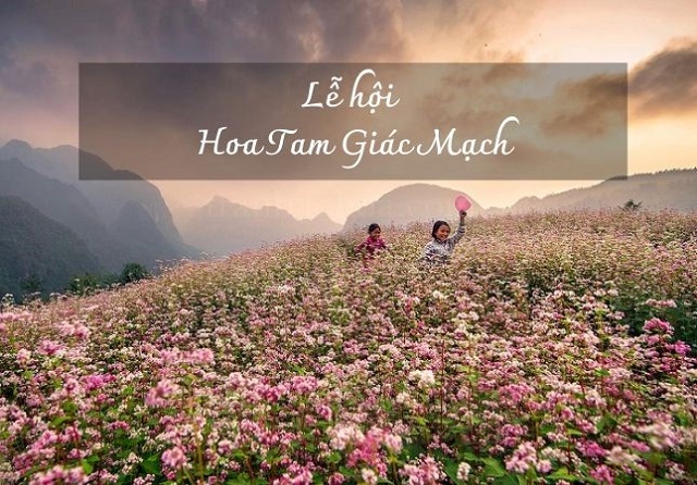 Mùa lễ hội hoa tam giác mạch sapa