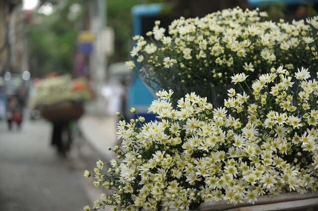 Mùa hoa cúc học mi 