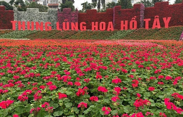 Check-in, chụp ảnh tại thung lũng hoa Hồ Tây 