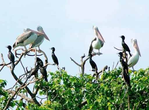 Khám phá đảo cò Chi Lăng Nam ở Hải Dương 