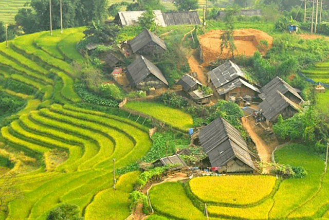 Ruộng bậc thang chín vàng 