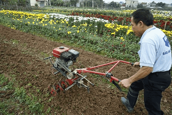 Hoa Nam Định luôn có được canh tác chăm sóc tỉ mẩn