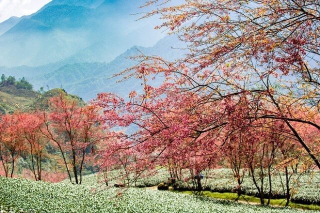 Ngắm hoa mai ảnh đào nở rộ ở Sapa