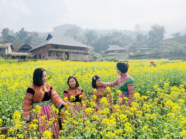 Cánh đồng hoa cải Sapa 