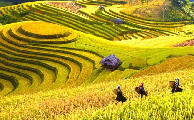 Ruộng bậc thang Sapa 