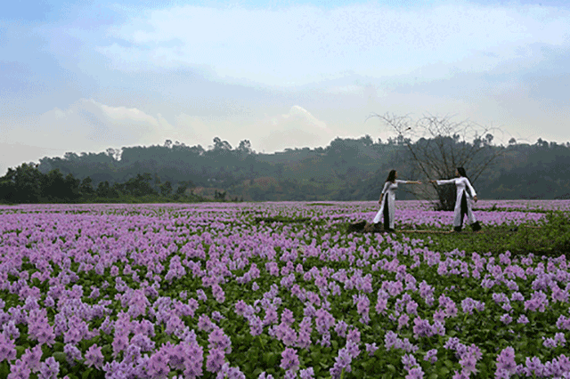 Hồ Đồng Tuyển lào Cai 