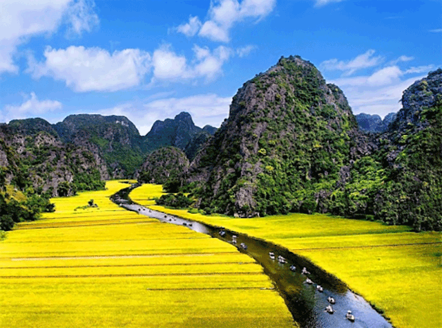 Mùa lúa chín ở Ninh Bình