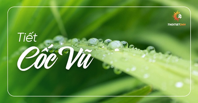 Giới thiệu về tiết Cốc Vũ 