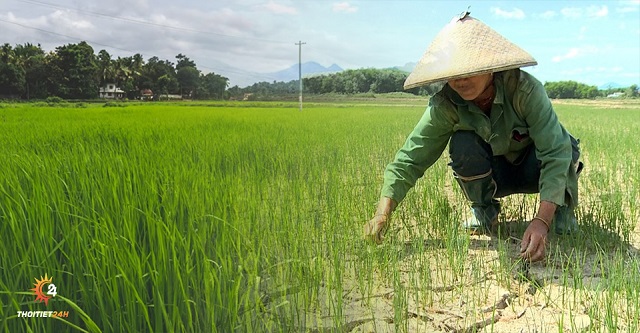 Không nên để cây trồng gặp tình trạng nắng nóng kéo dài vào tiết Mang Chủng