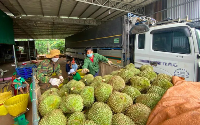 Sầu riêng Kiên Giang