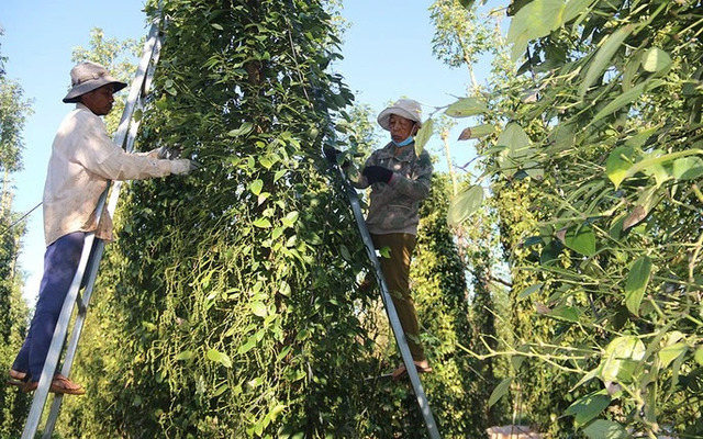  Tìm hiểu quy trình trồng, chăm sóc tiêu